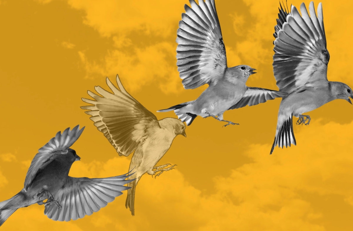 Real-world assets protocol Goldfinch loses risk adviser