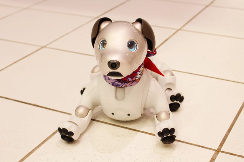 Traders seethe after Sony freezes memecoins on its new blockchain