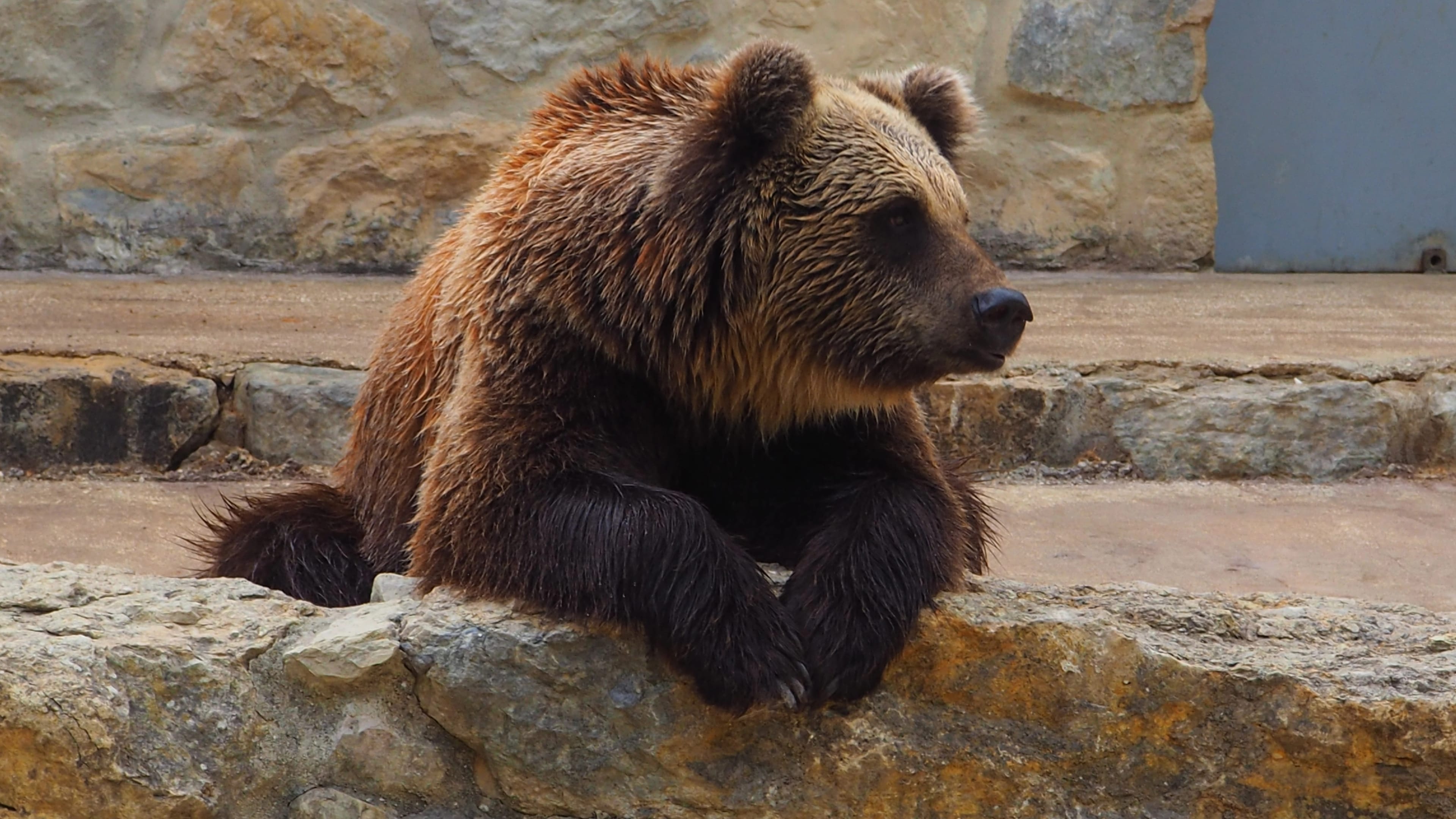 A,Lonely,Bear,In,A,Zoo